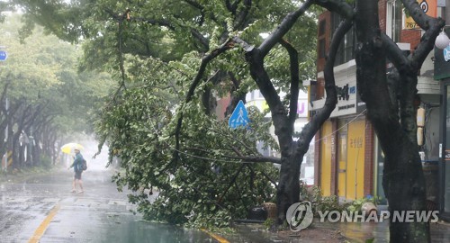 [태풍 비상] 15개 공항서 항공기 770편 결항… 1900개교 휴업