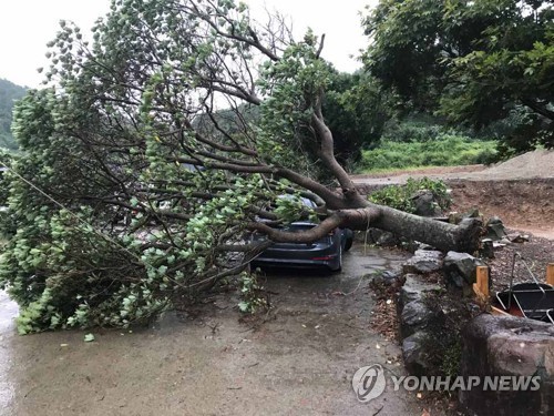 [태풍 비상]가로수 쓰러지고 도로유실·정전까지… 광주·전남 피해 속출