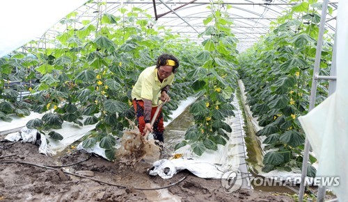 "폭염도 잘 견뎠는데"… 폭우로 오이농사 망친 농민 '허탈'