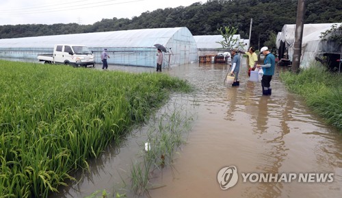"폭염도 잘 견뎠는데"… 폭우로 오이농사 망친 농민 '허탈'