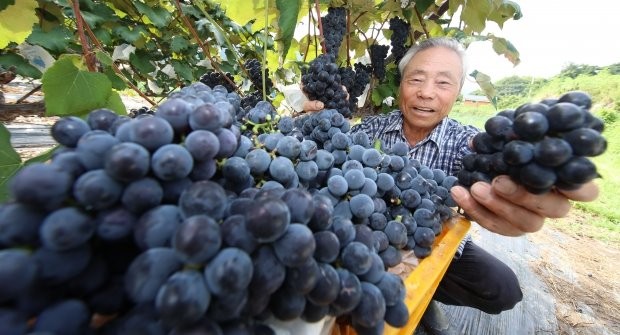 지난 16일 지리산 자락인 경남 함양군 백연리 고랭지 노지 포도밭에서 한 농부가 포도를 수확하고 있다. 사진=연합뉴스