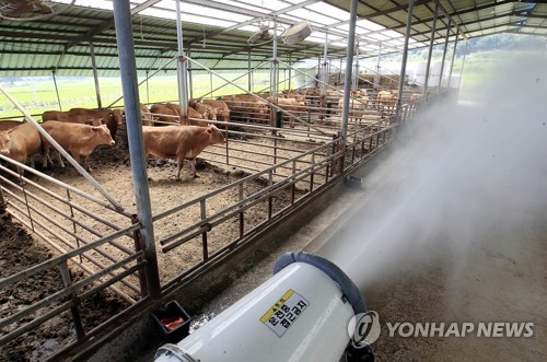 '최악 폭염' 가축도, 자동차도 헉헉…323만마리 폐사신고