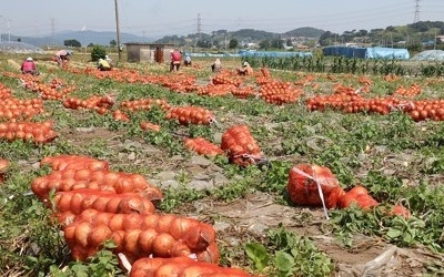 양파 생산량 증가로 가격 12.6%↓… 경북도 200t 긴급 수매