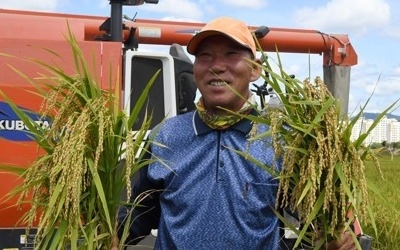 폭염이 바꾼 강원 농촌 풍경 '희비 엇갈려'… 태풍 경로 주시