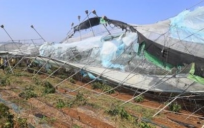 태풍 '솔릭' 농작물 피해 예상보다 적어… 제주가 대부분