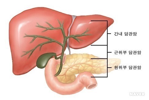 사진=네이버 지식사전