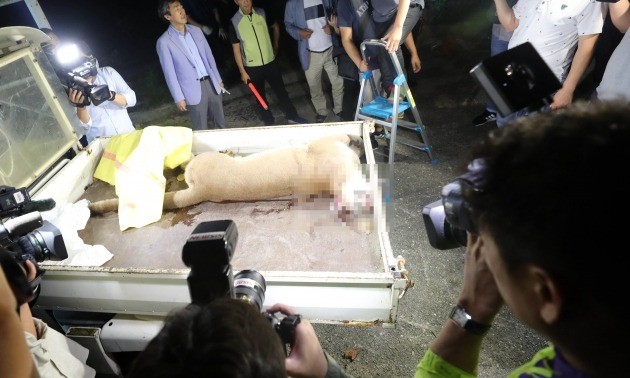 지난 18일 대전 동물원을 탈출한 퓨마가 탈출 4시간30여분만에 사살됐다. 사진은 사살된 퓨마. [사진=연합뉴스]