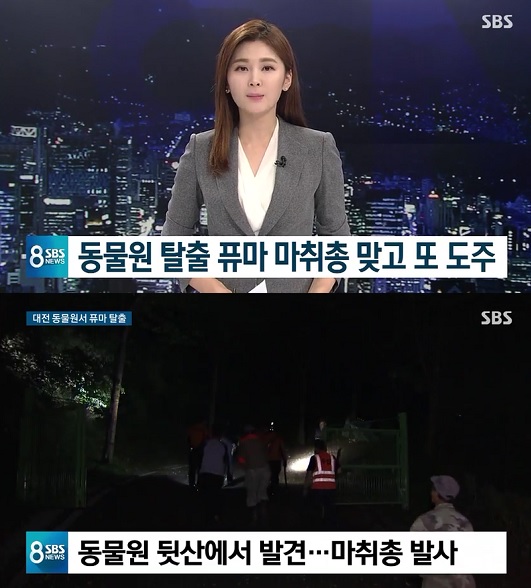 대전오월드 사육장을 탈출한 퓨마 (사진= SBS)