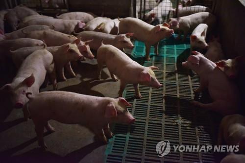 중국 돼지콜레라 확산… 동부 안후이성에서도 발생