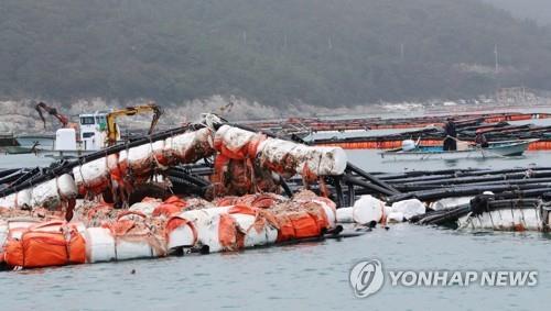 고수온·태풍에 전남 양식장 쑥대밭… 피해신고액 900억원 육박