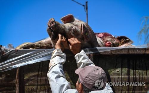 세계로 퍼지는 아프리카돼지열병… "발병은 시간문제일 뿐"