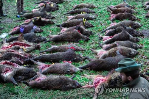 세계로 퍼지는 아프리카돼지열병… "발병은 시간문제일 뿐"