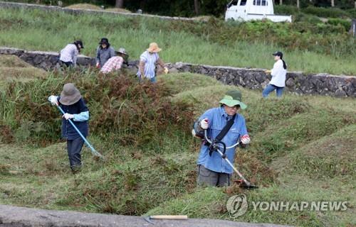 바쁘고 벌 쏘임·예초기 사고 걱정되고… 벌초대행 인기