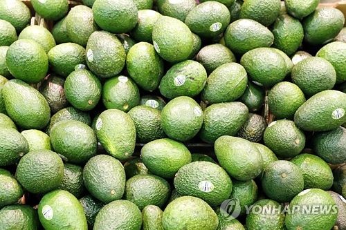 작년 과일수입 12억달러로 역대 최고… 아보카도 급증세