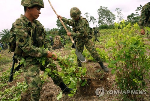 "콜롬비아 마약원료 코카잎 재배지 서울면적 2.8배…사상 최대"