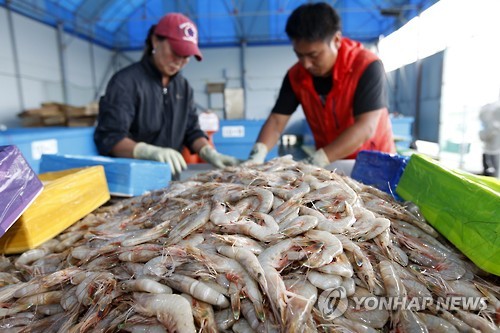 서해서 대하가 안잡힌다… 가격도 작년보다 2배 뛴 ㎏당 6만8000원