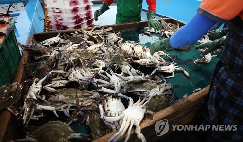 서해서 대하가 안잡힌다… 가격도 작년보다 2배 뛴 ㎏당 6만8000원