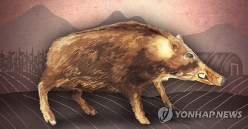 한국에 돼지고기 수출 많은 벨기에서도 아프리카 돼지열병 발병