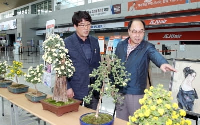 전남 함평군, 무안국제공항에 국화 전시