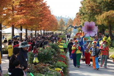 전남 순천 '정원 갈대 축제' 관람객 증가