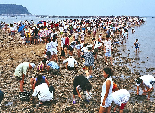 무창포 대하축제 화제...신비의 바닷길에서 갯벌 체험도 가능