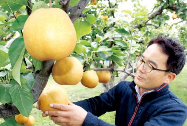 100살 넘은 배나무에 ‘주렁주렁’