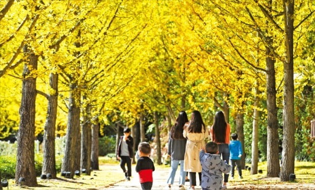 화창한 주말…은행나무 길 걸어보세요 