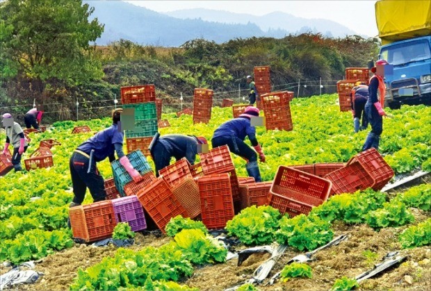 태국에서 온 불법체류자들이 지난 19일 강원 평창군에 있는 한 양상추밭에서 수확 작업을 하고 있다.  /고윤상 기자 