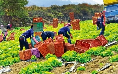 최저임금 '직격탄'…공장도 농촌도 "불법체류자 안 쓰면 망해요"