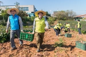 농협온라인카지노, 수확철 농촌 일손돕기 나서