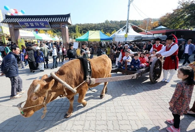 이천쌀문화축제, 우마차를 타고 축제장 돌아보아요~!!