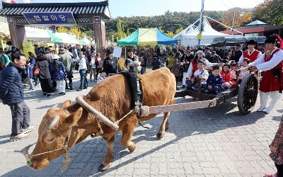 이천쌀문화축제, 우마차를 타고 축제장 돌아보아요~!!