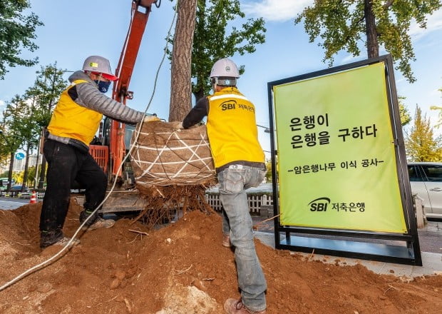 SBI저축은행, '악취' 암은행나무 이식 나서