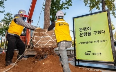 SBI저축은행, '악취' 암은행나무 이식 나서