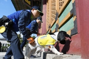 목조문화재 지킴이 '흰개미탐지견'