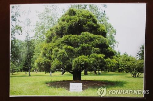 '노무현 소나무'에 눈시울 붉힌 방북단…"한반도 생기도는 모습"