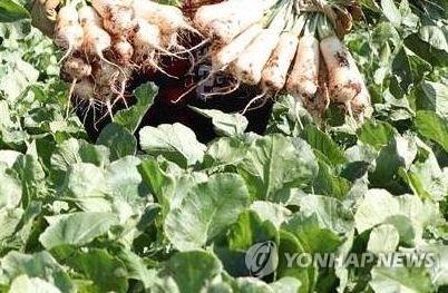 '살충제 총각무' 시중 유통…3개 중 1개꼴로 기준치 초과