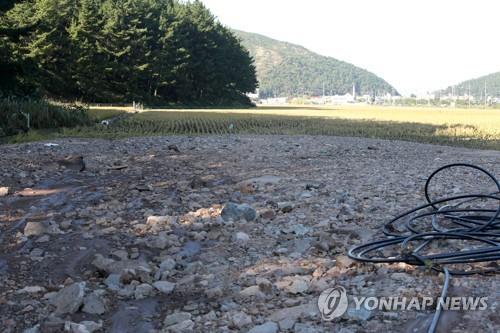태풍 콩레이 직격탄 경북 영덕, 농가 피해액 40억 넘어