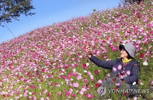 "가을축제 풍년이요"…전국 축제장·관광지 들썩