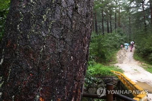 국민 87%, 1년에 1회 이상 숲 방문…이동시간 포함 4시간 이하로