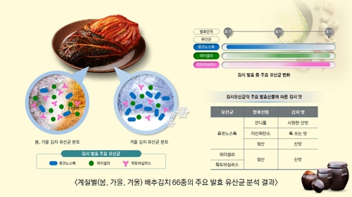 겨울철 김치의 시원한 단맛 비결 밝혀졌다