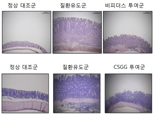 '팔색조' 유산균 프로바이오틱스…면역 치료제 가능성