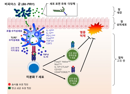 '팔색조' 유산균 프로바이오틱스…면역 치료제 가능성