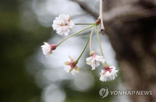 가을에 뜬금없이 만개한 日 벚꽃…"고온 등 이상기후탓"