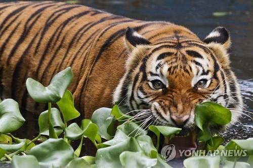 두리안이 뭐길래…중국 수요에 말레이 호랑이 서식처 해체