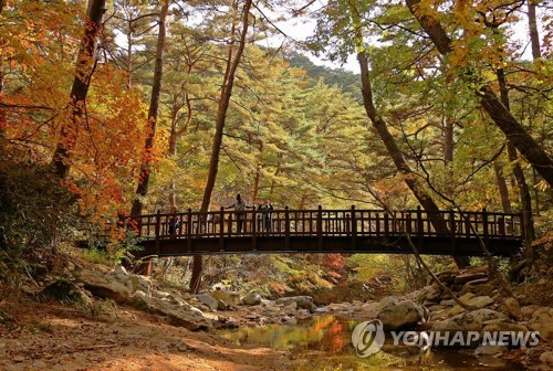 속리산 단풍 절정…평년보다 5일 빨라