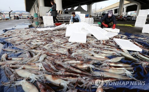 동해 중국어선 늘자 오징어 생산량 5년새 절반이상 줄어