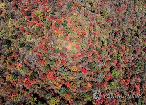 '청명한 가을 하늘…울긋불긋 단풍' 명소마다 행락객 북적