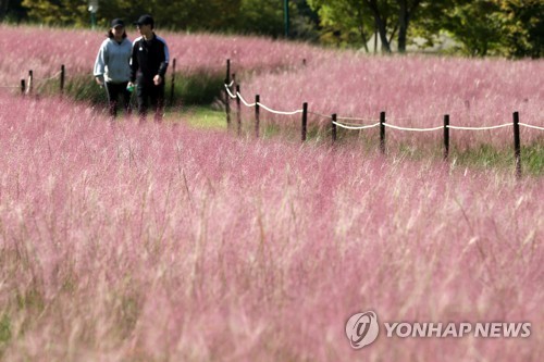 [핑크 열풍] ③ 이렇게 막 심어도 되나…엄연한 외래종(끝)