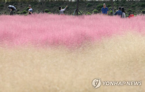 [핑크 열풍] ③ 이렇게 막 심어도 되나…엄연한 외래종(끝)